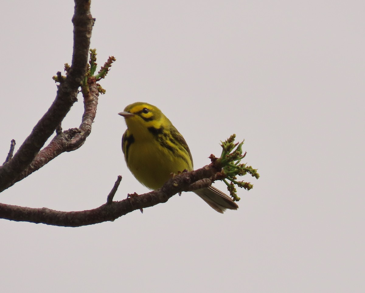 Prairie Warbler - ML617802309