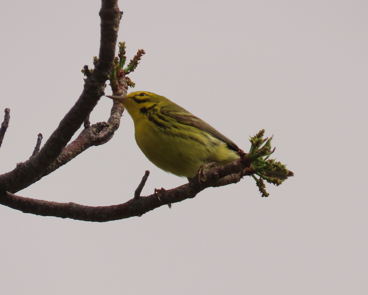 Prairie Warbler - Laurie Witkin