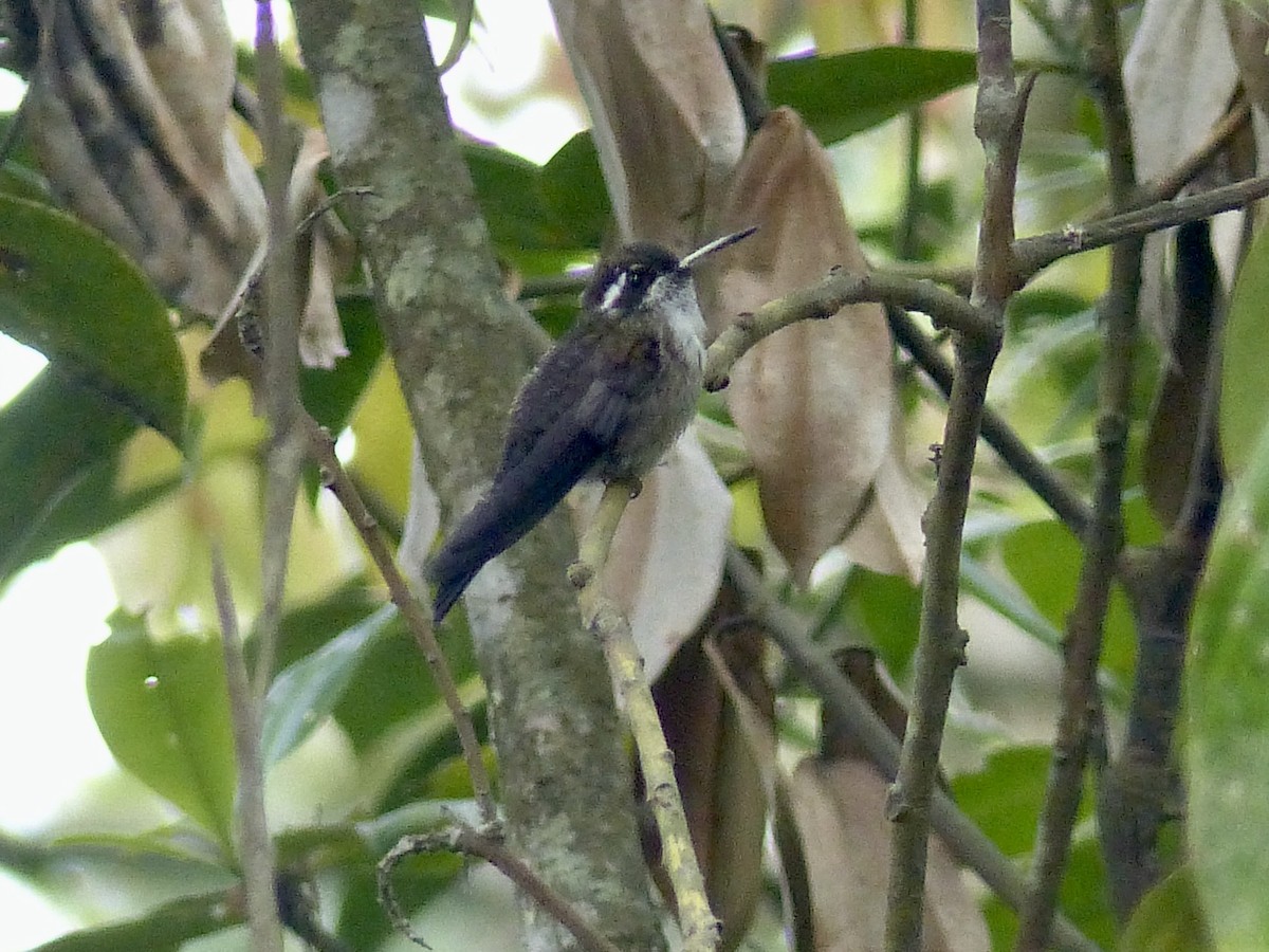 kolibřík salvadorský - ML617802311