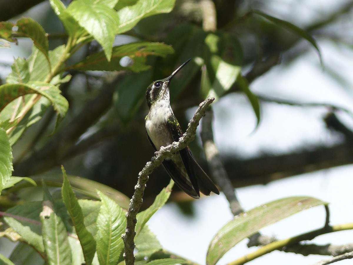 kolibřík salvadorský - ML617802313