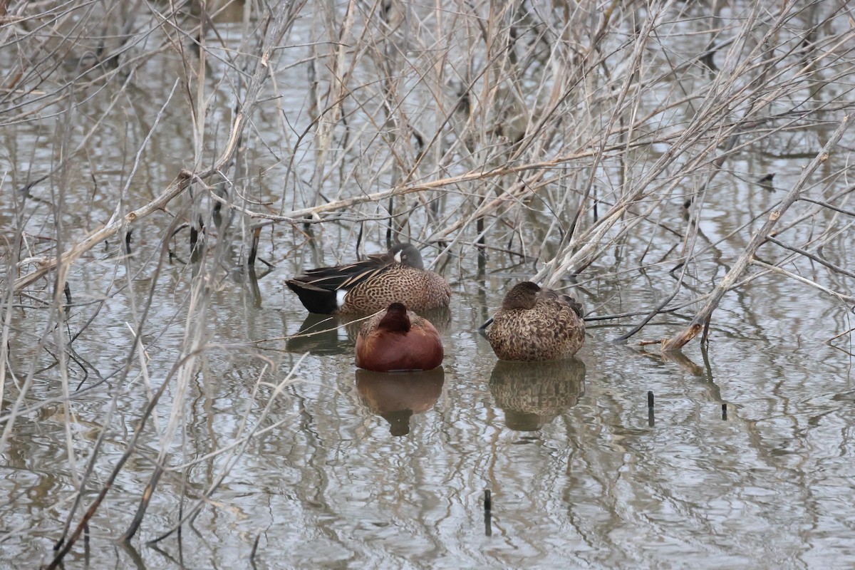 Blue-winged Teal - ML617802389