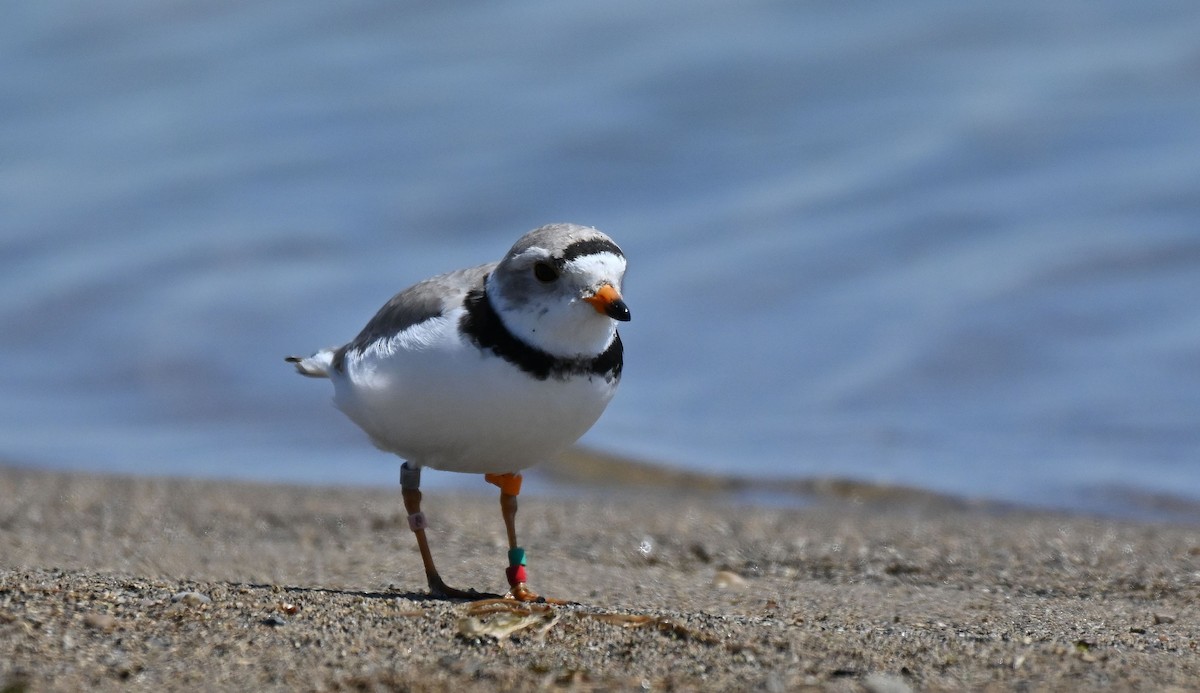 Piping Plover - Rick Luehrs