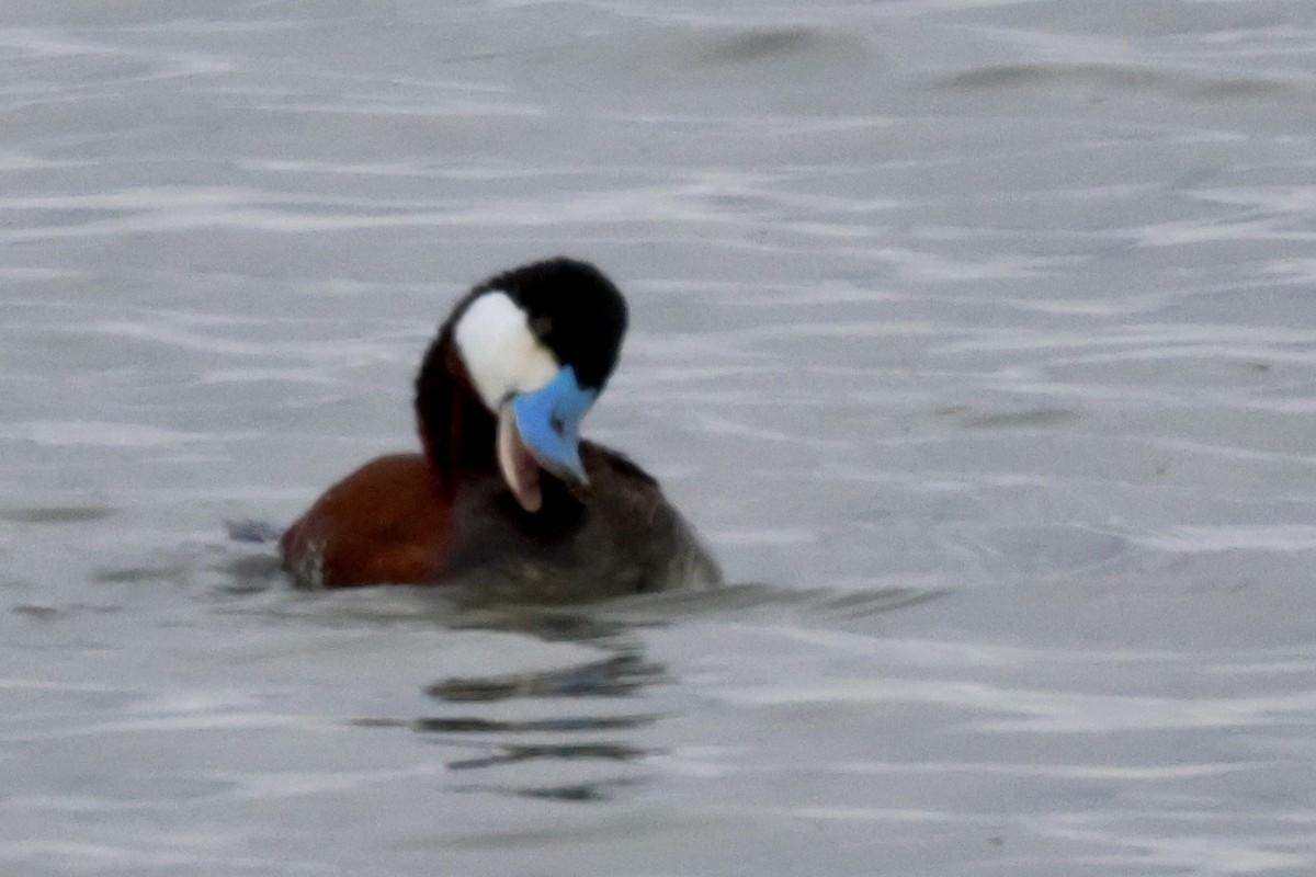 Ruddy Duck - ML617802547