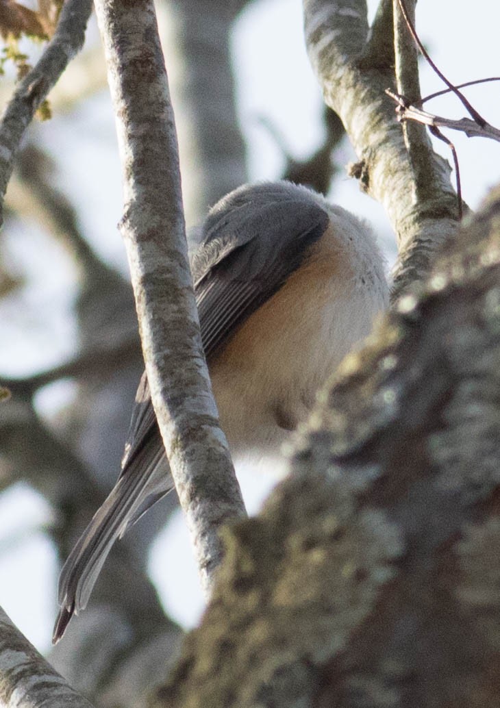 Tufted Titmouse - Elle McGee