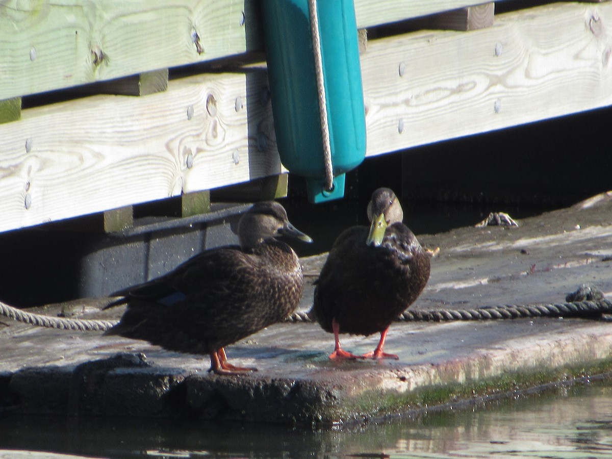 American Black Duck - ML617802571