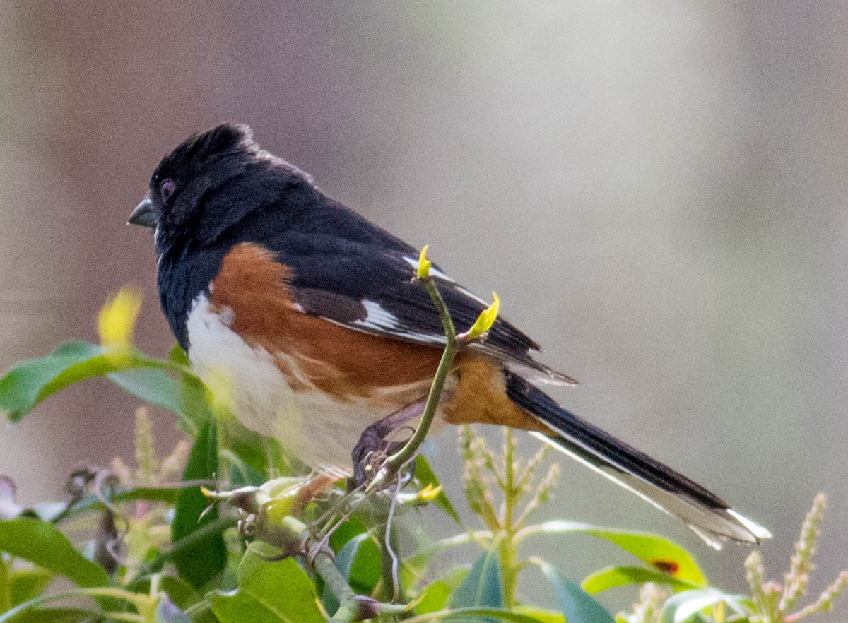 Eastern Towhee (Red-eyed) - Elle McGee