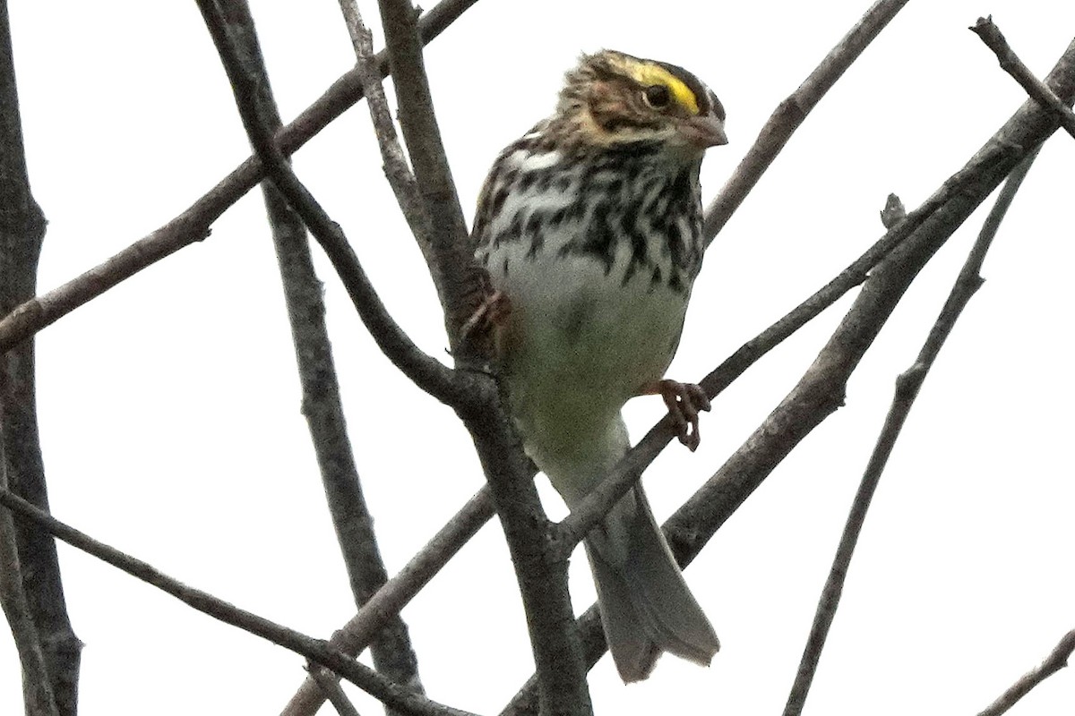 Savannah Sparrow - ML617802580