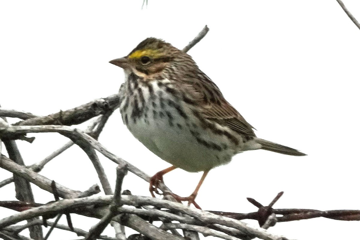 Savannah Sparrow - ML617802581