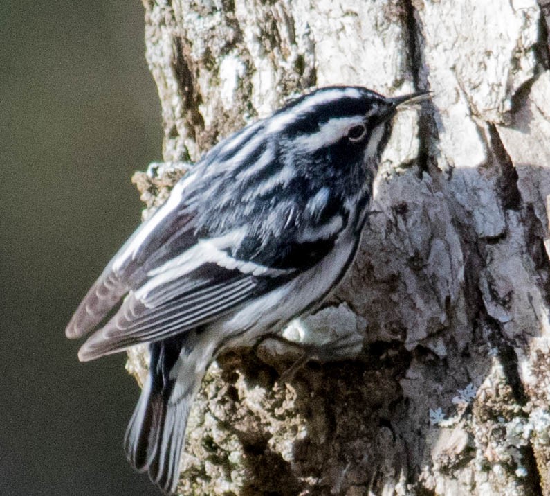 Black-and-white Warbler - Elle McGee