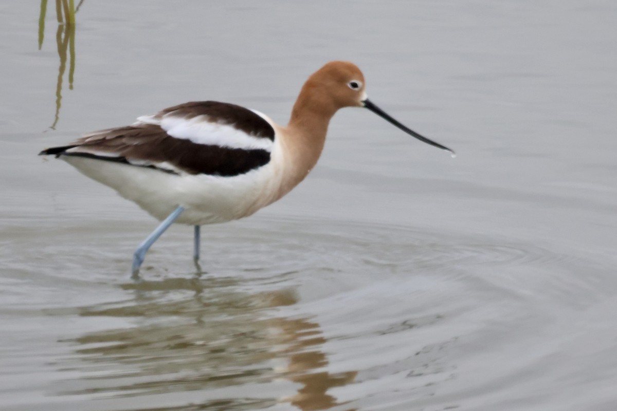 Avocette d'Amérique - ML617802602