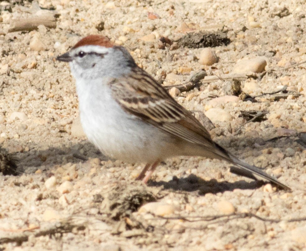 Chipping Sparrow - Elle McGee
