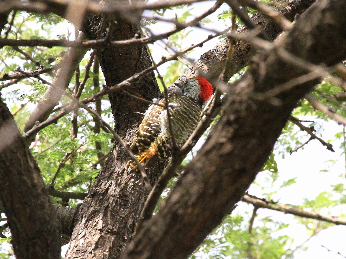 Cardinal Woodpecker - Geoff Butcher