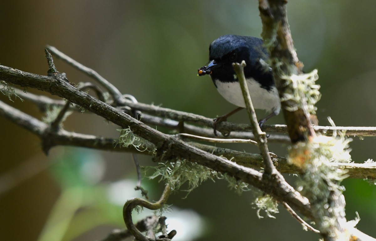 Black-throated Blue Warbler - ML617802632