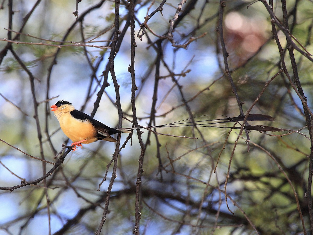 Shaft-tailed Whydah - Geoff Butcher