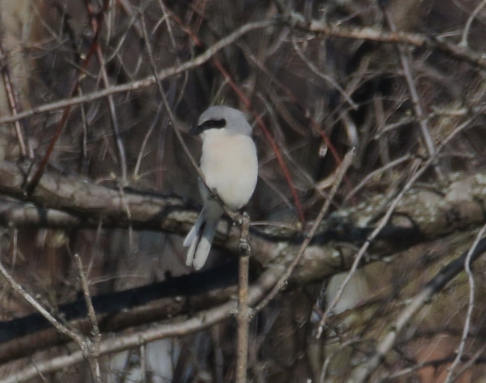 Loggerhead Shrike - Jason Pizzey