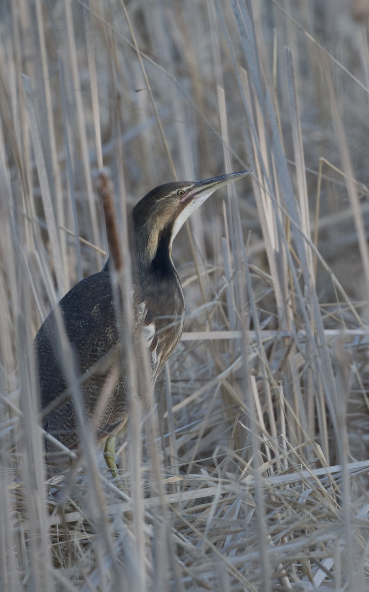 American Bittern - ML617802683