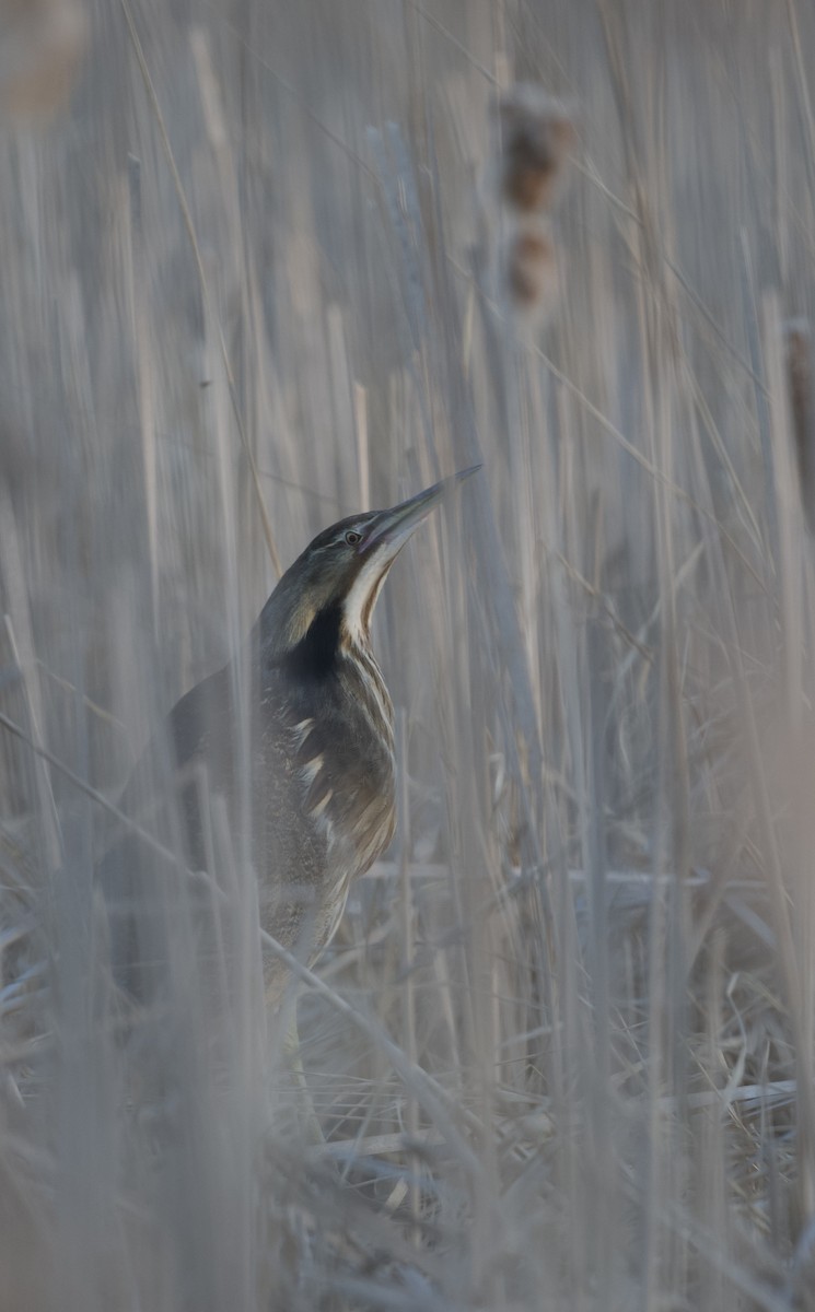 American Bittern - ML617802684