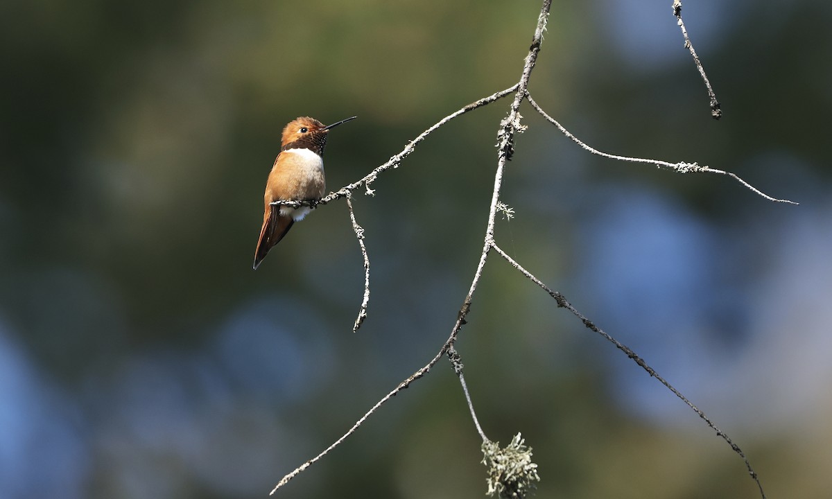 Kızıl Sırtlı Kolibri - ML617802695