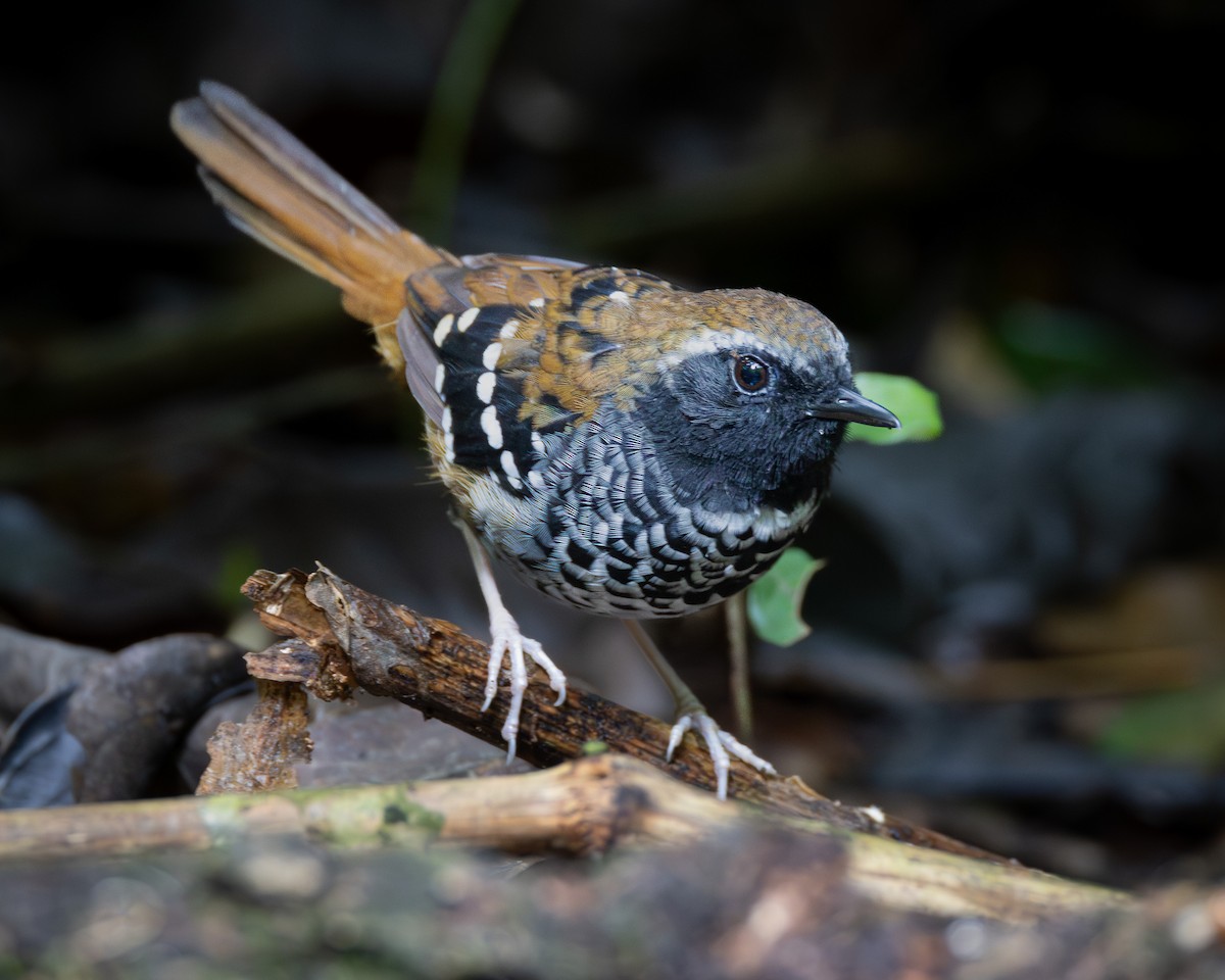 Squamate Antbird - Ligia De Lima Carvalho