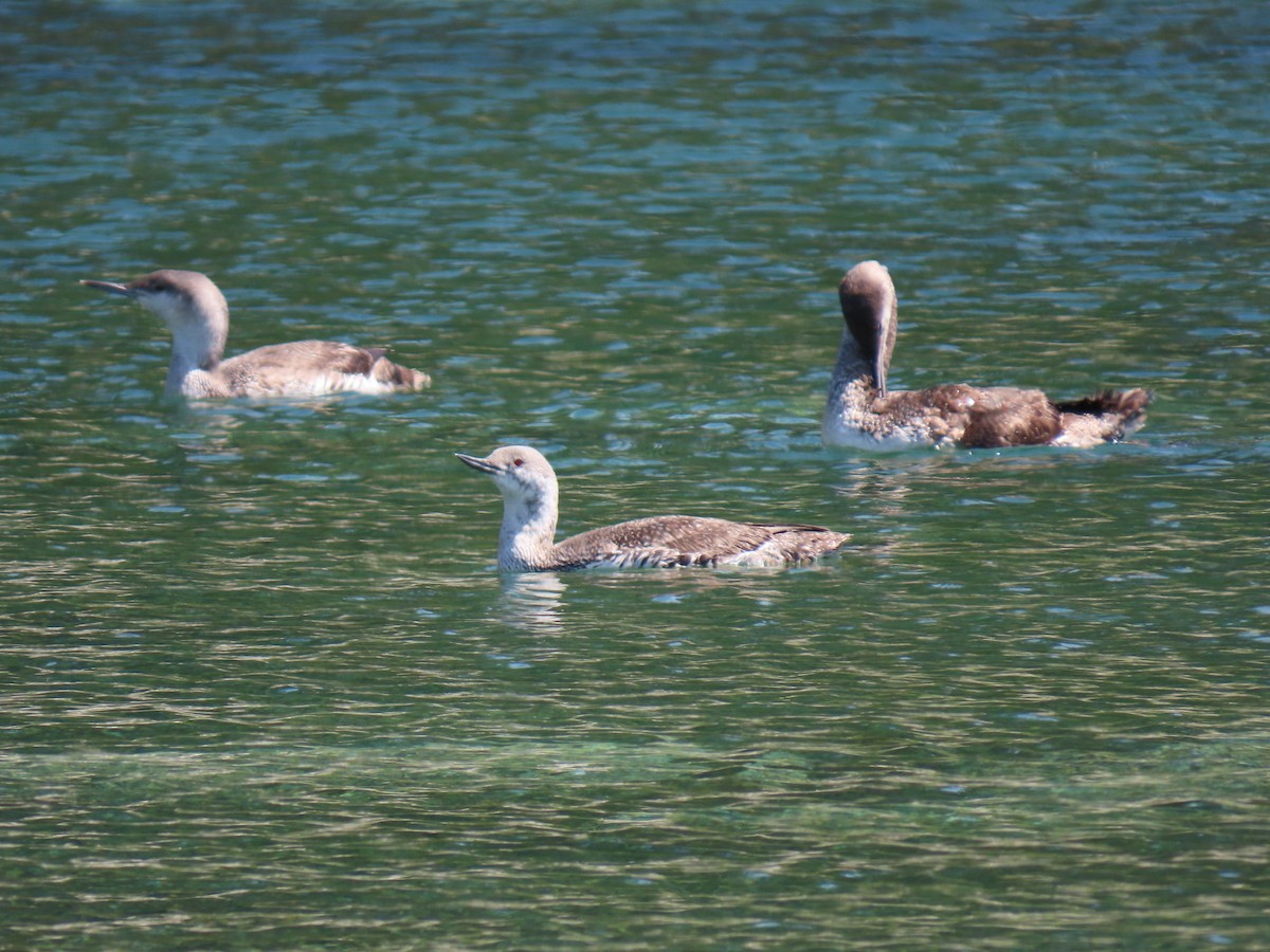 Red-throated Loon - Kathleen Williams