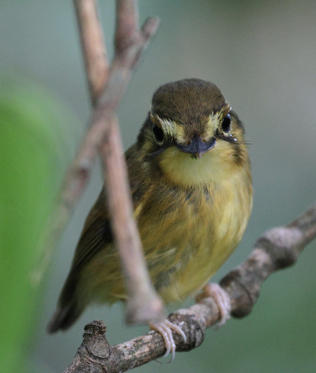 White-throated Spadebill - Miguel Podas