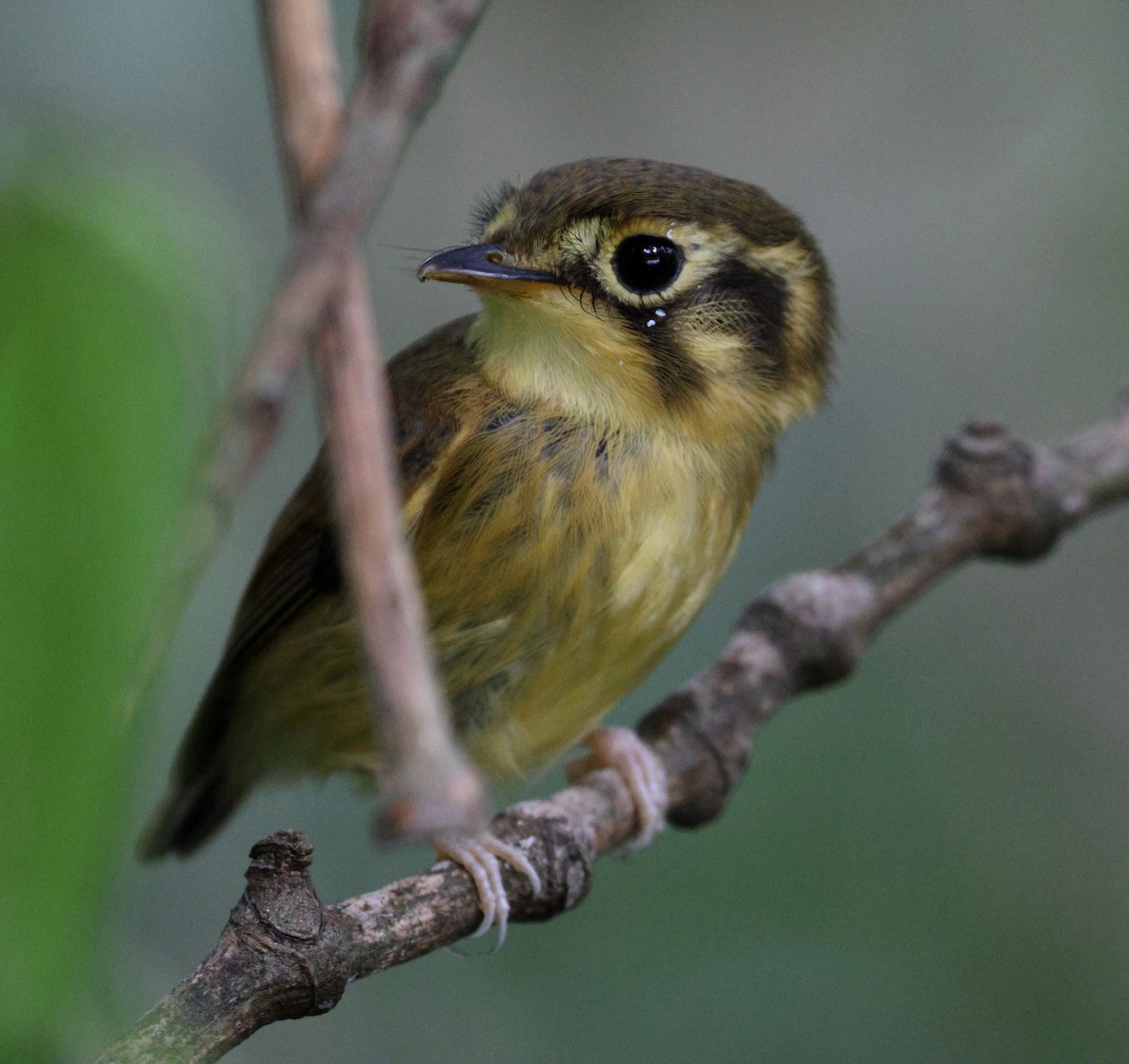 White-throated Spadebill - Miguel Podas