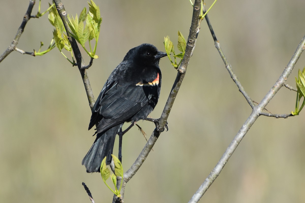 Red-winged Blackbird - stephen johnson  🦜