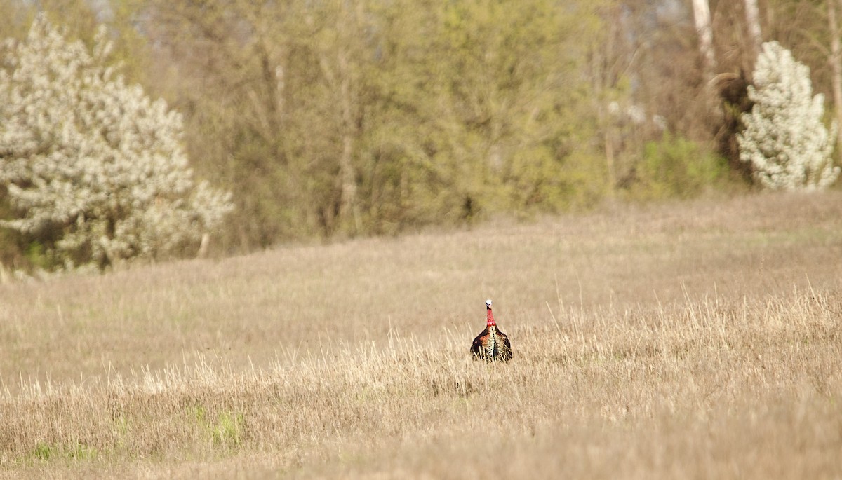 Wild Turkey - ML617802867