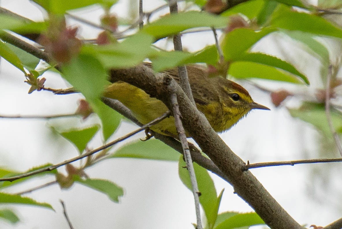 Palm Warbler - ML617802895