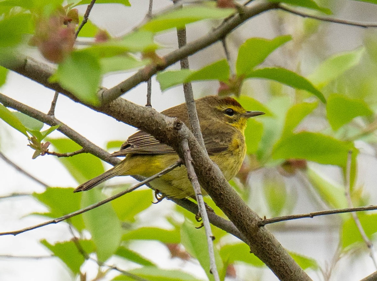 Paruline à couronne rousse - ML617802896