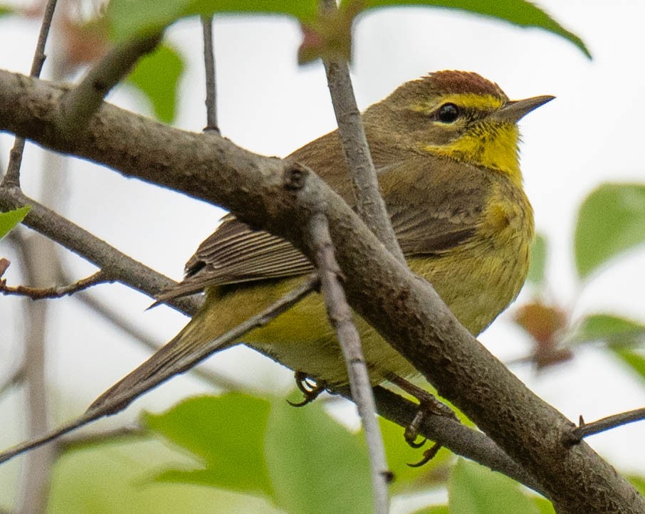 Palm Warbler - ML617802897