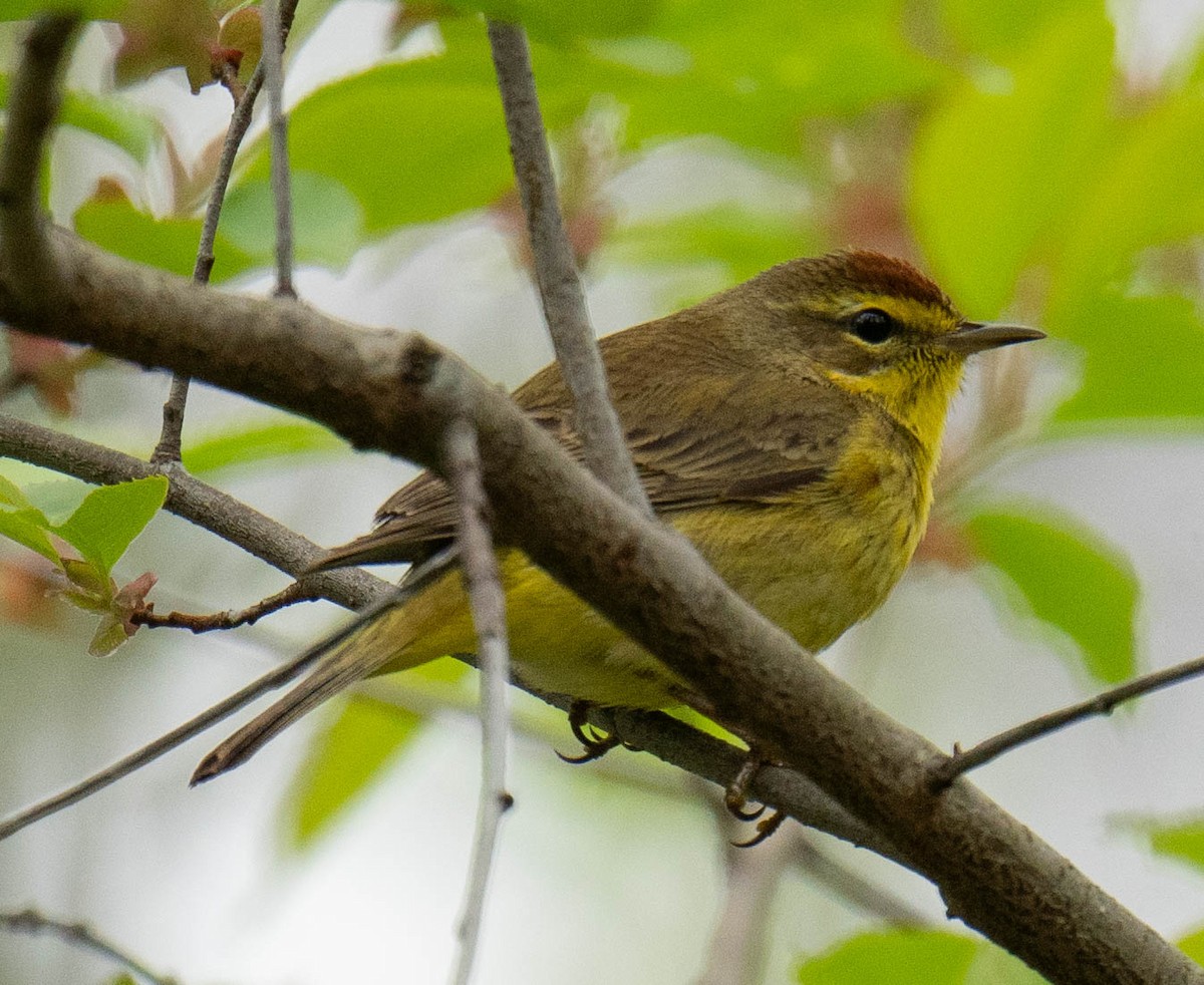 Palm Warbler - ML617802898