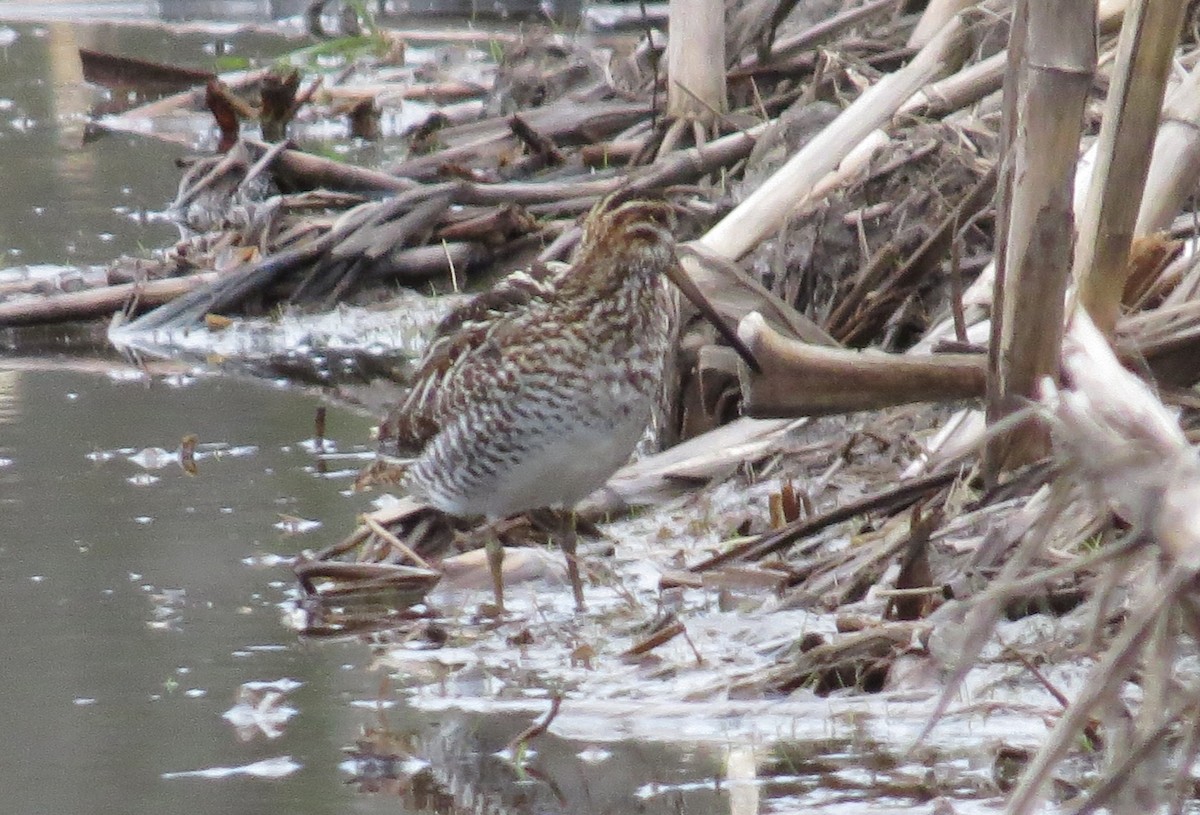 Wilson's Snipe - ML617802918