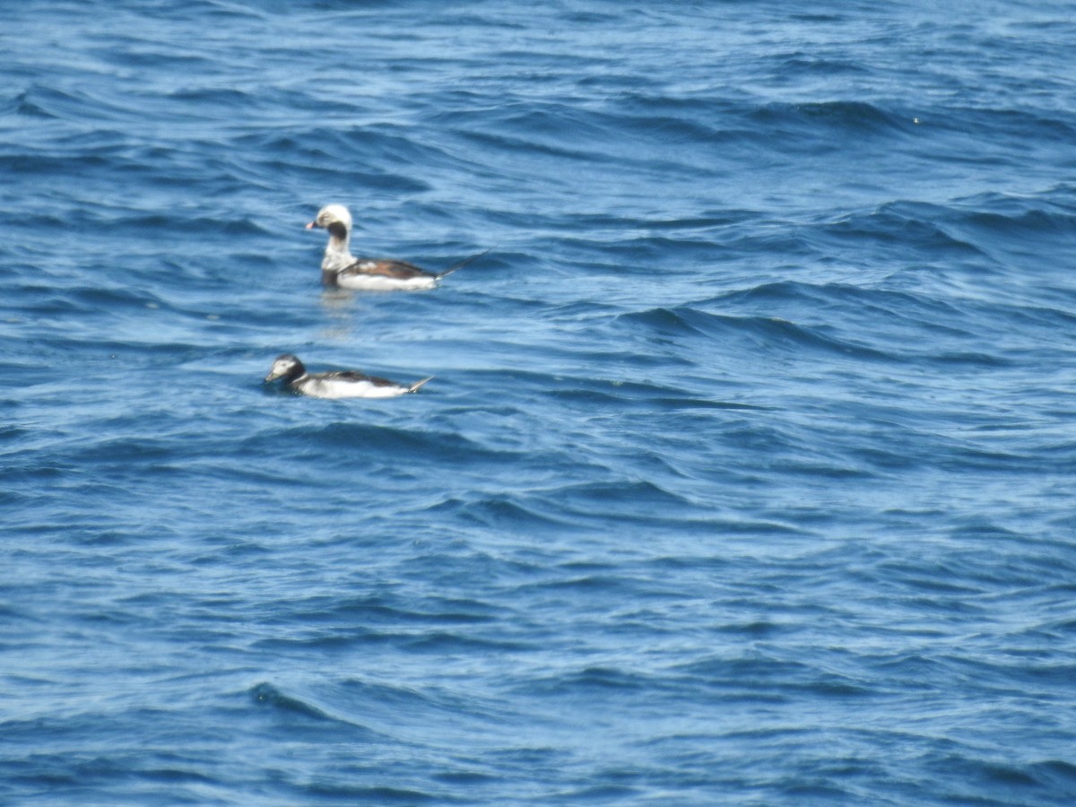 Long-tailed Duck - ML617802927
