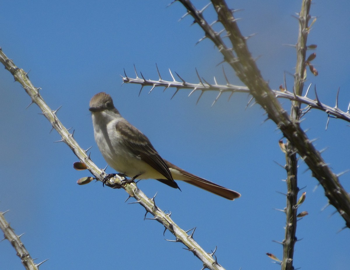 Ash-throated Flycatcher - John Koon