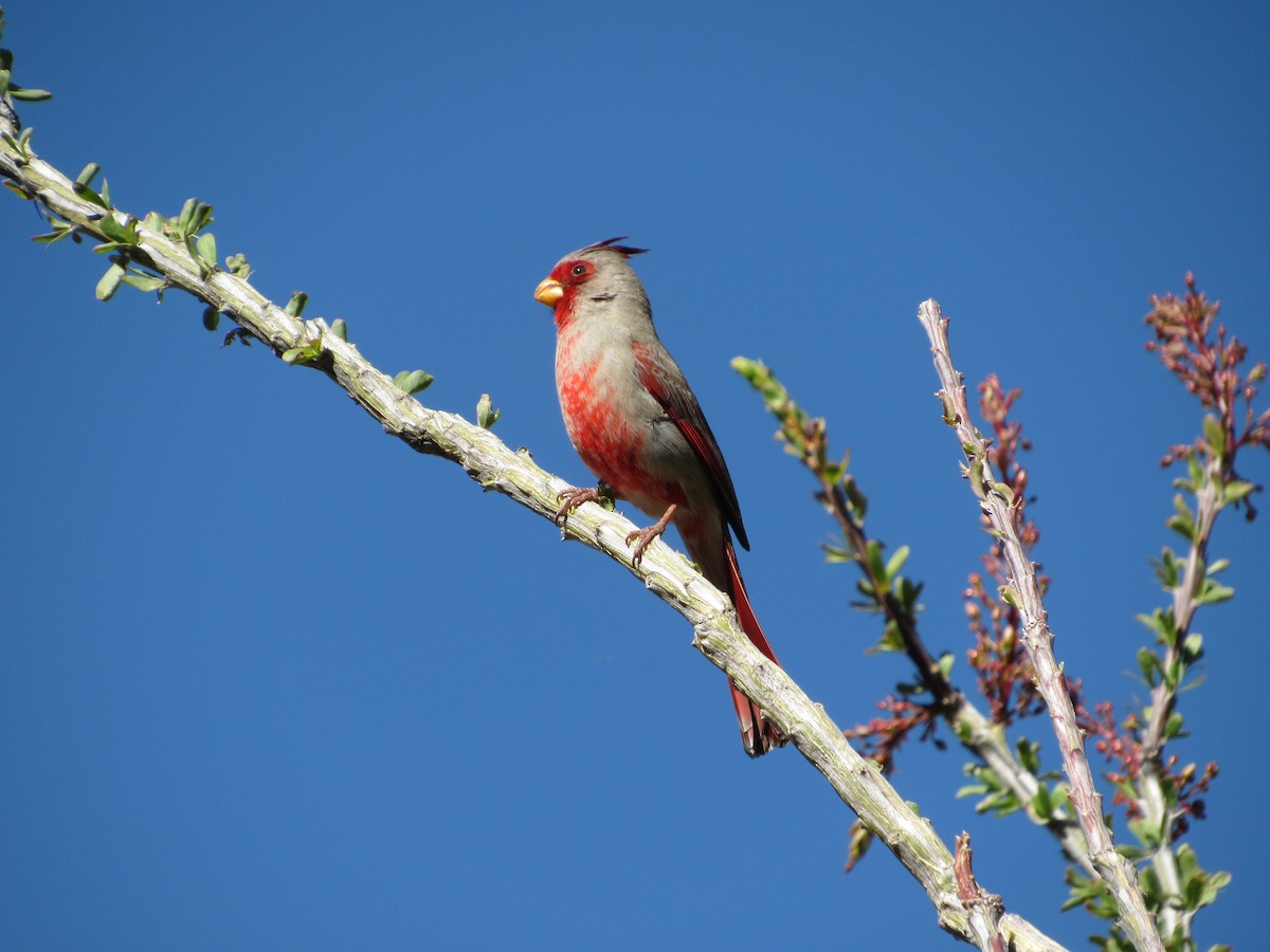 Cardinal pyrrhuloxia - ML617802964