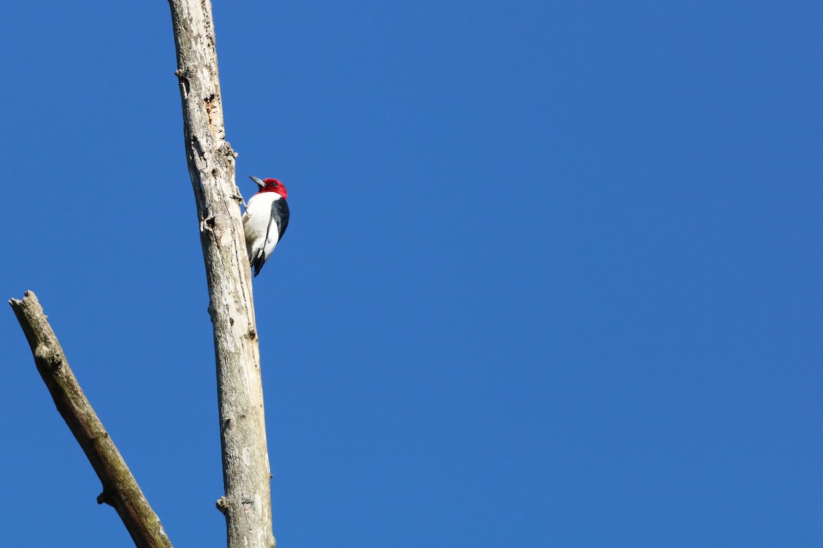 Pic à tête rouge - ML617802982