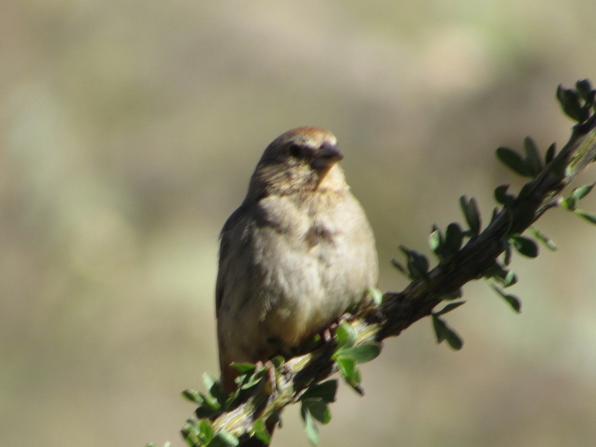 Canyon Towhee - ML617802983