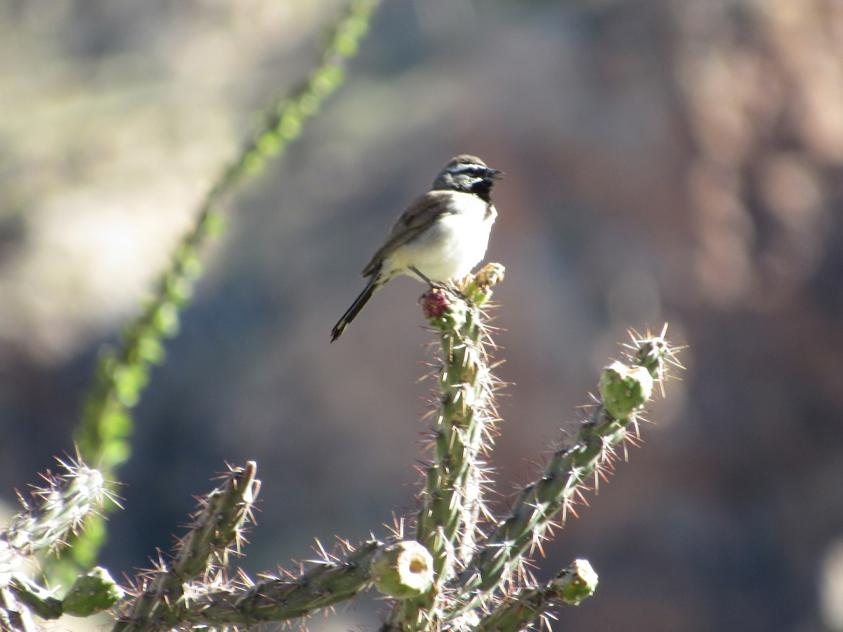 Black-throated Sparrow - ML617802993