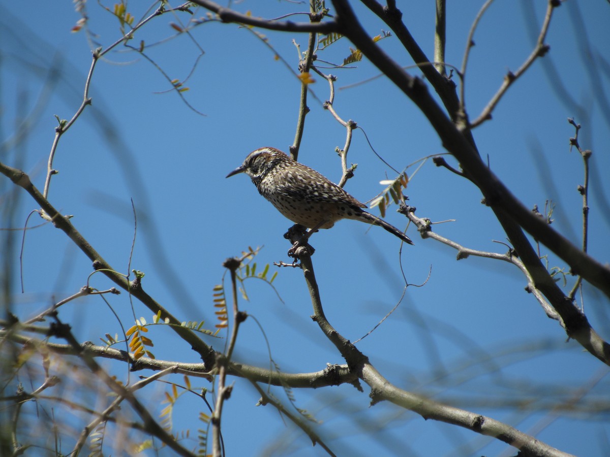 Cactus Wren - ML617803031