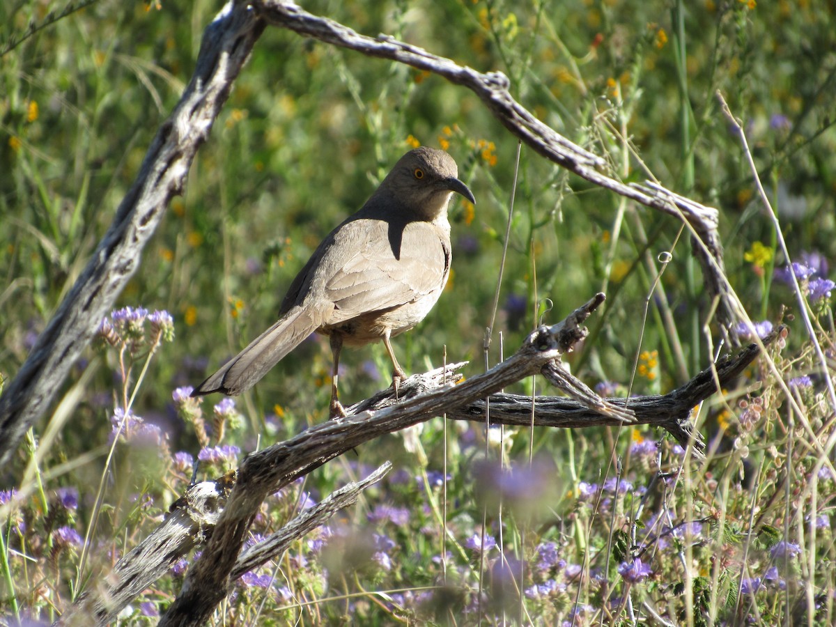 Curve-billed Thrasher - ML617803049