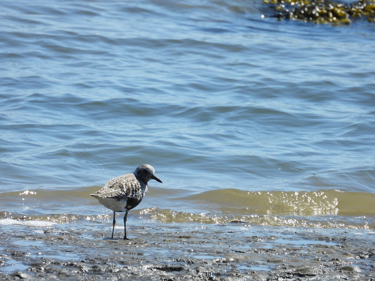 Txirri grisa - ML617803069