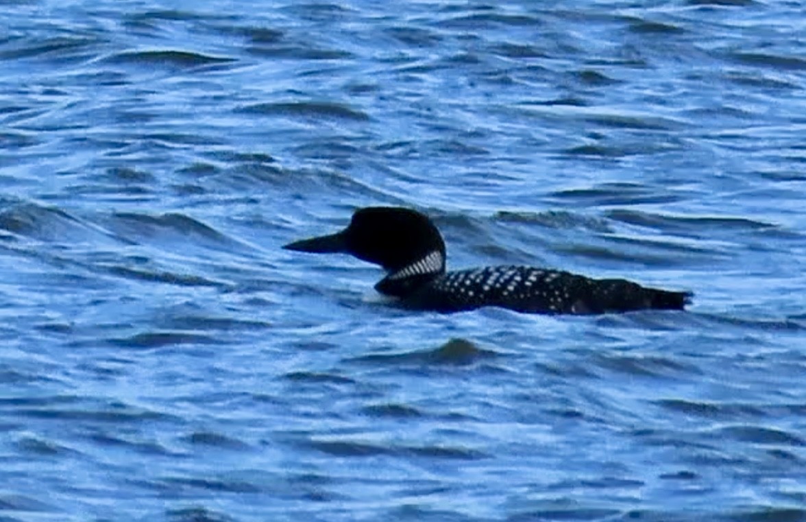 Common Loon - Linda Grebe 🦅