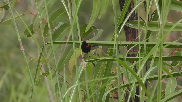 Red-backed Fairywren - ML617803074