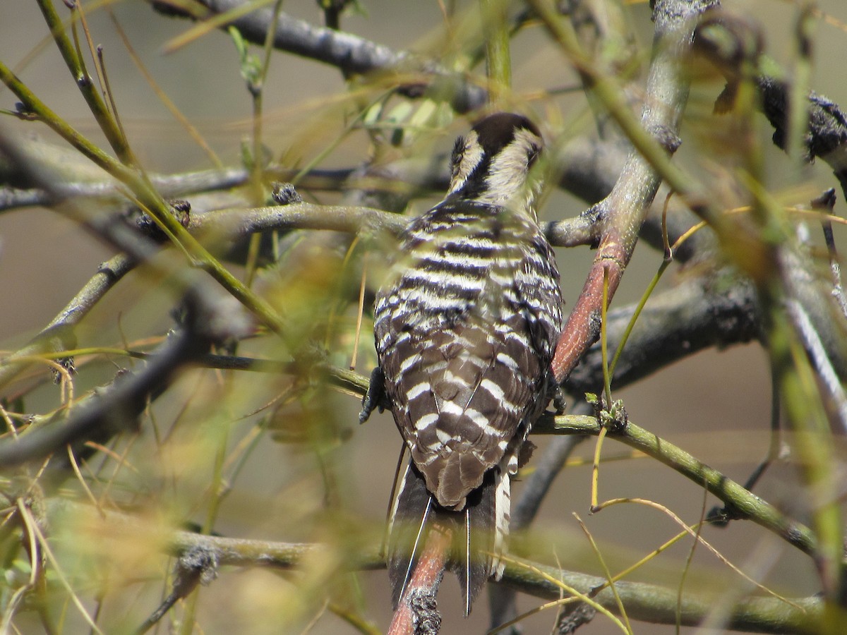 Ladder-backed Woodpecker - ML617803079