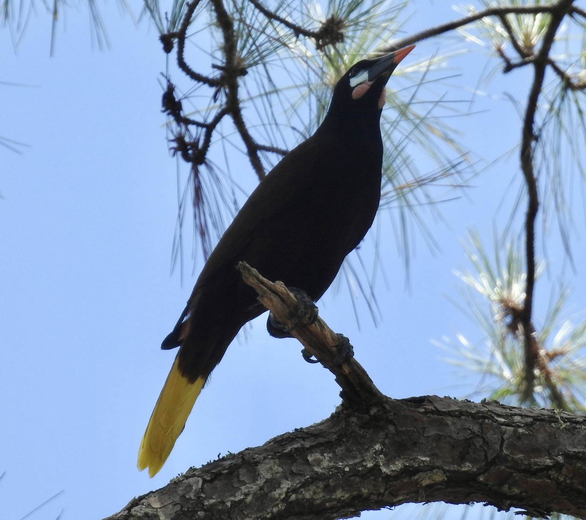 Montezuma Oropendola - ML617803121