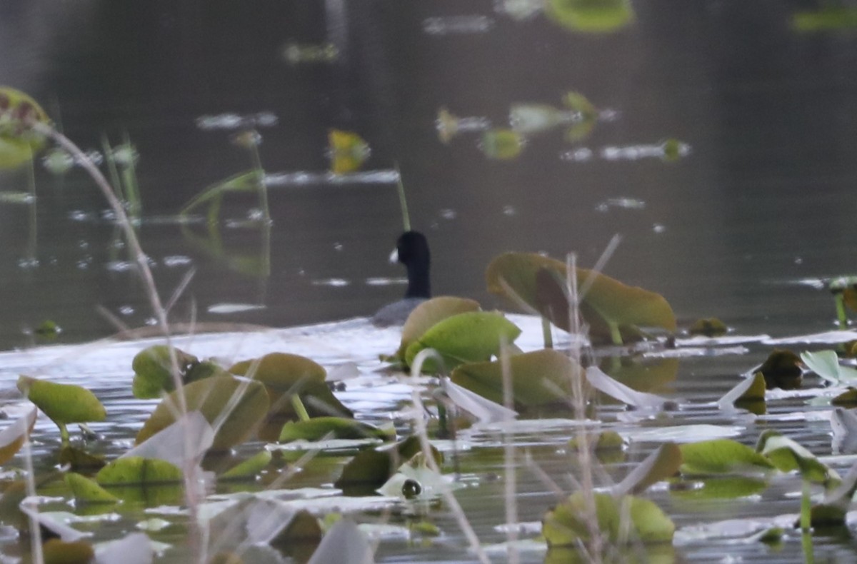 American Coot - ML617803130