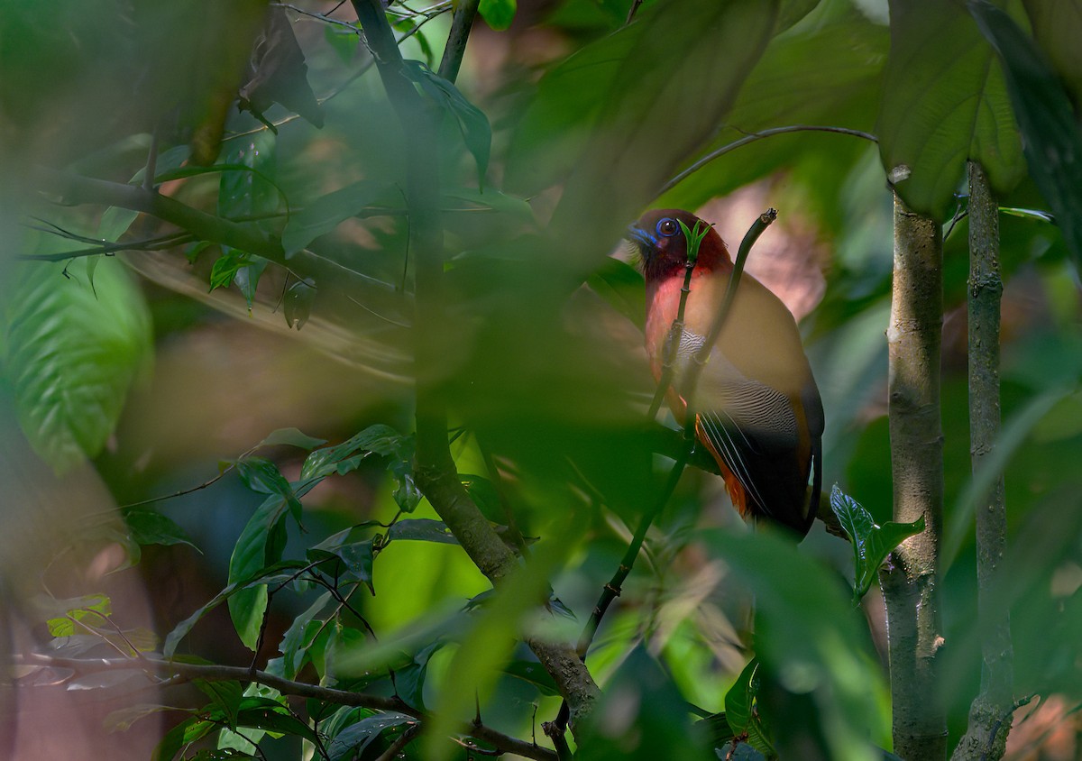 Trogon à tête rouge - ML617803134