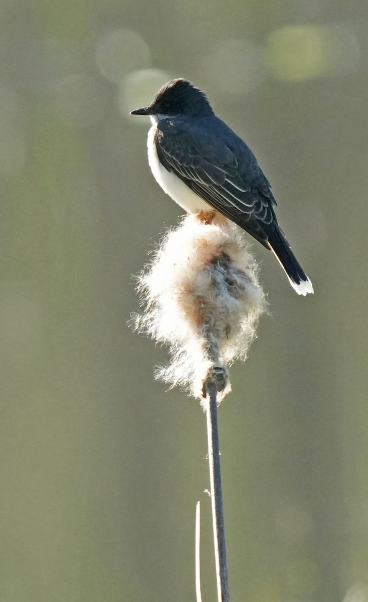 Eastern Kingbird - John Daniel