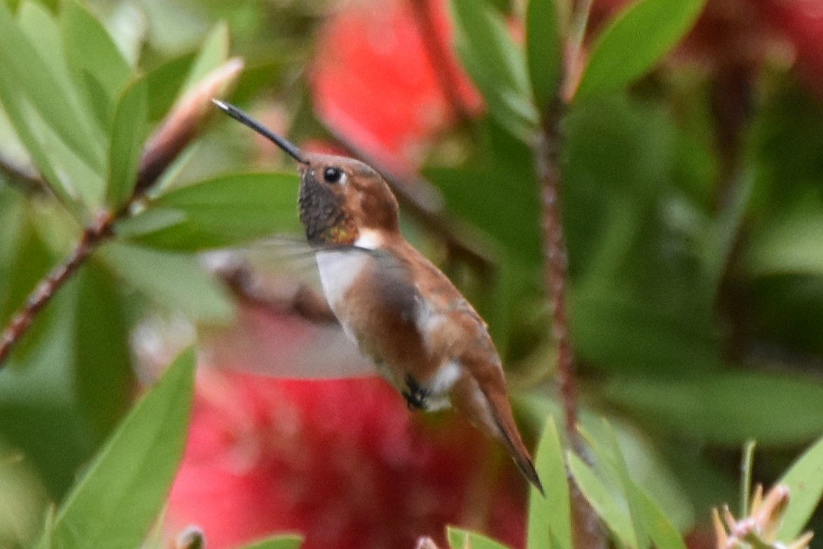 Rufous Hummingbird - ML617803148
